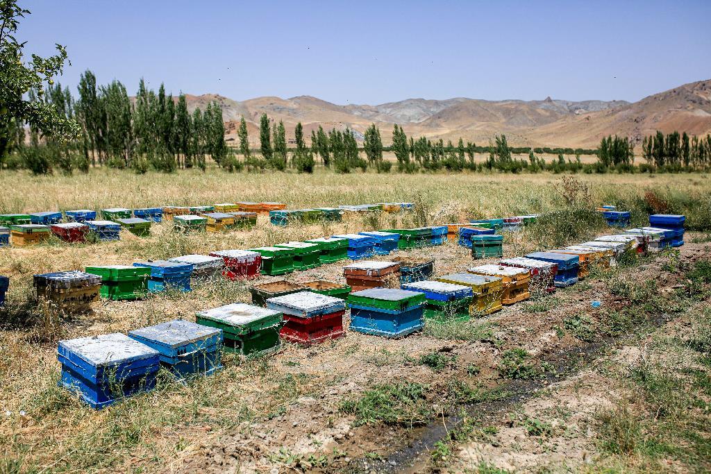 خم و چم زنبورداری از زبان یکی از تولیدکنندگان عسل 