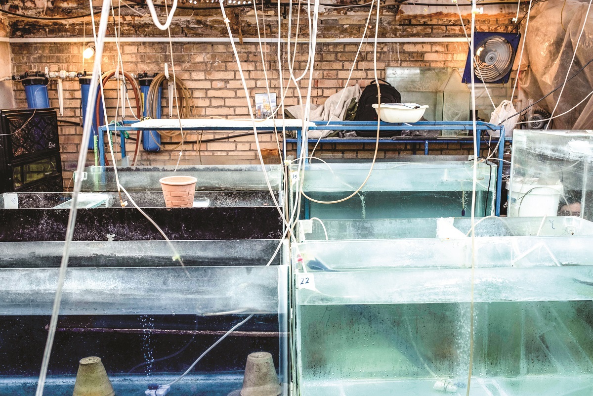 پرورش ماهی قرمز در خانه پدری هادی پرورش ماهی قرمز در خانه پدری هادی