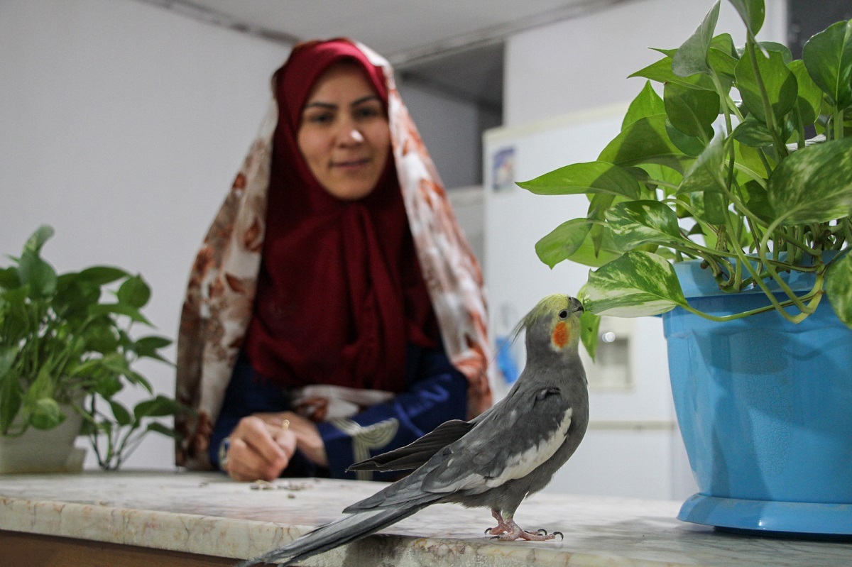 زندگی با مرغ عشقها زندگی با مرغ عشقها