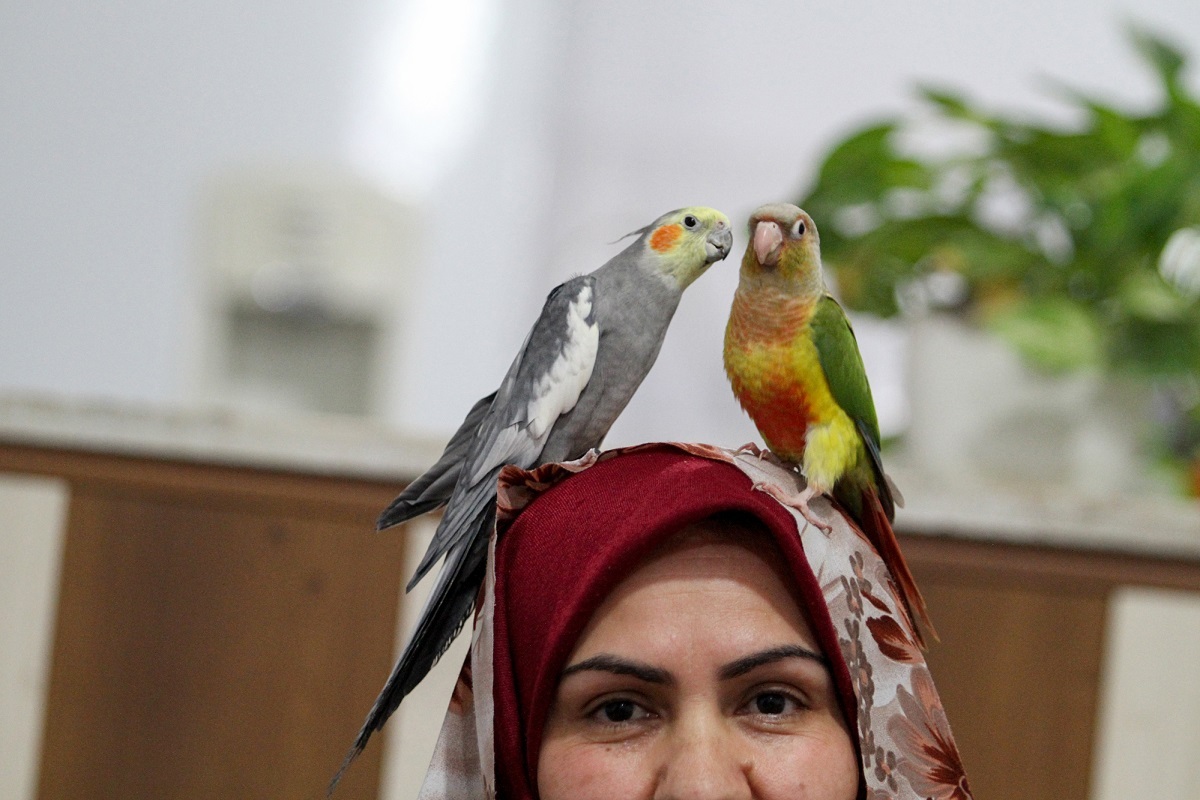 زندگی با مرغ عشقها زندگی با مرغ عشقها