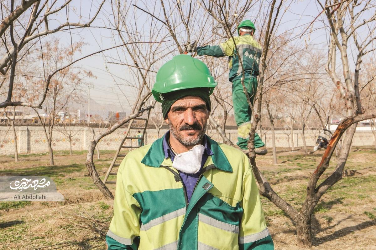 محافظان سبز، در راه مراقبت از درختان محافظان سبز، در راه مراقبت از درختان