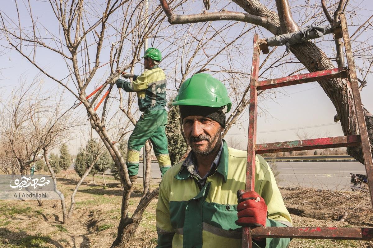 محافظان سبز، در راه مراقبت از درختان محافظان سبز، در راه مراقبت از درختان