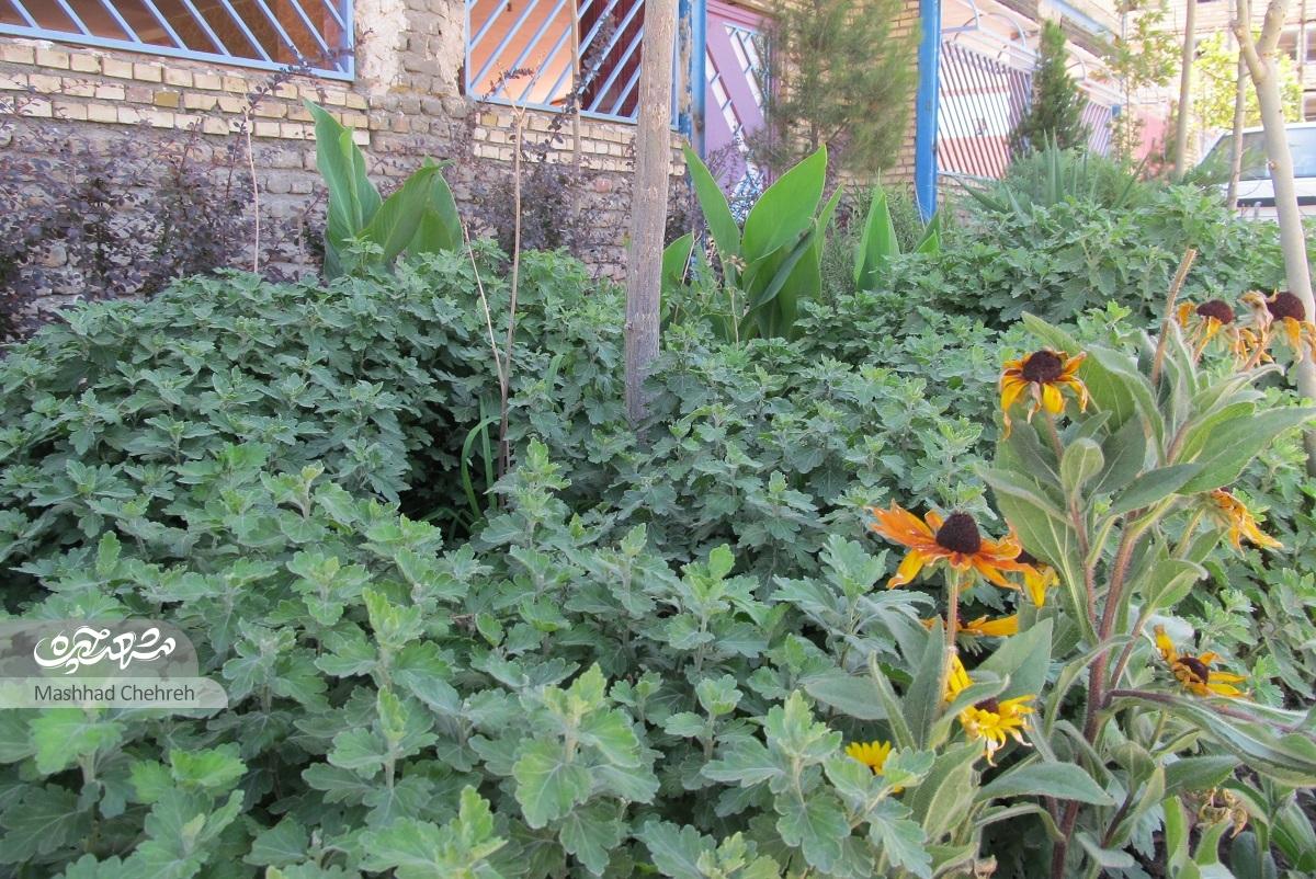 مرضیه حسینی با کاشت مجدد گل و گیاه دور ریخته شده در پارک‌ها محله‌اش را سبز کرده است