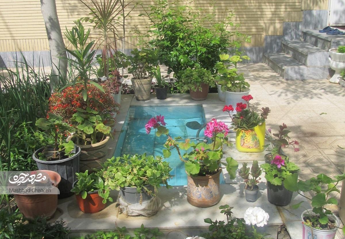 درخت و گلدان‌های خانه شایسته خانم با مهربانی او جان گرفته‌اند