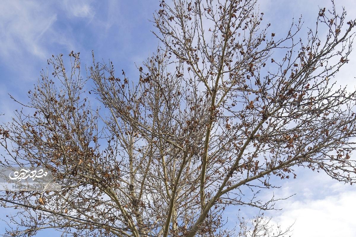 کوچه باغ انگوری کوچه باغ انگوری