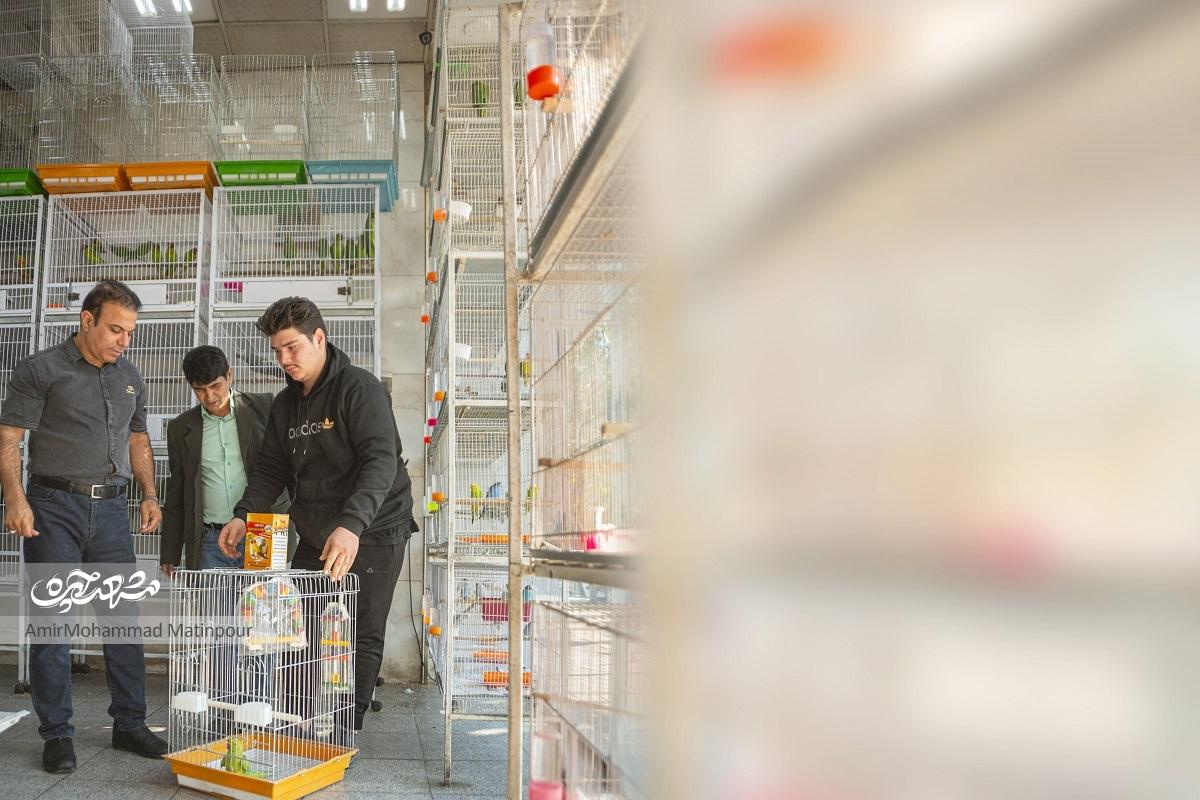 کوچ پرندگان از میدان شهدا