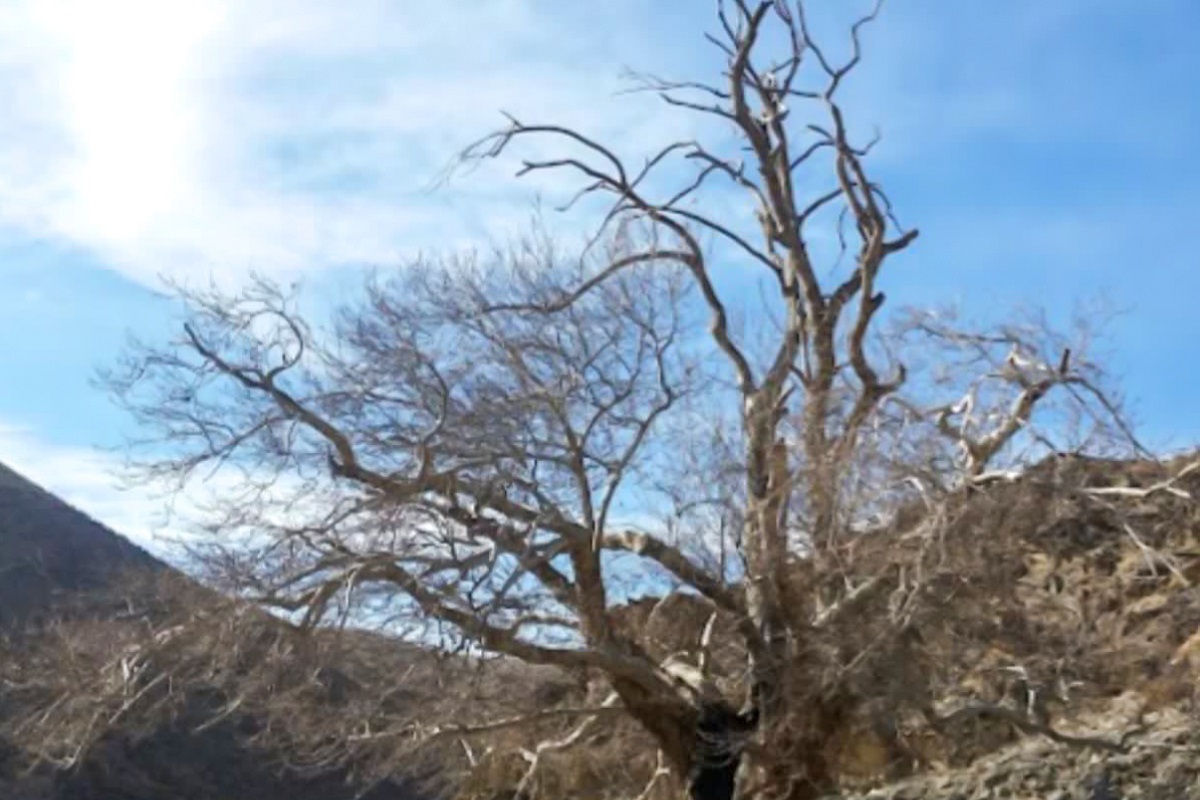 احیای یک چنار خشکیده ۷۰۰ ساله در محدوده کوه‌های خلج مشهد
