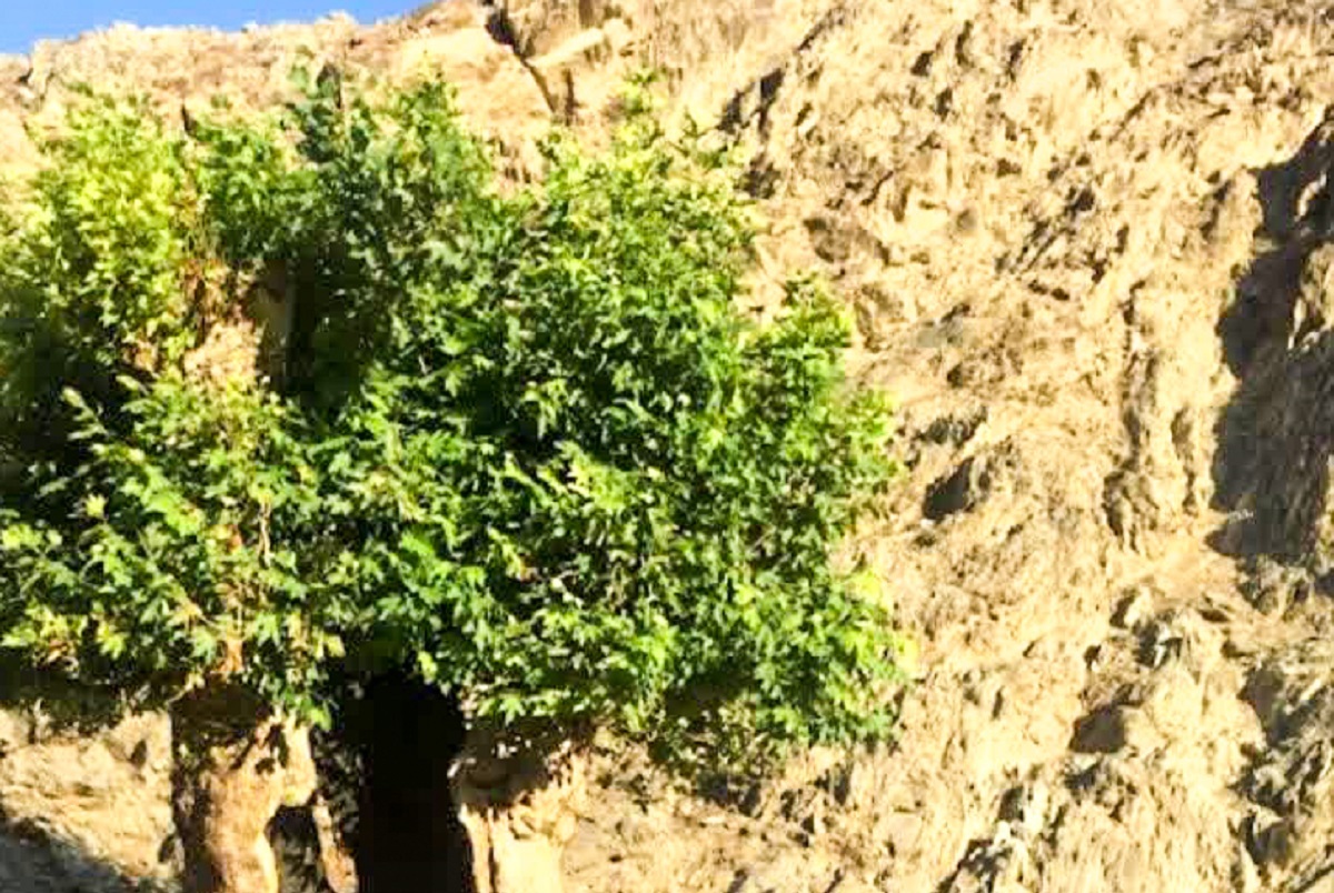 احیای یک چنار خشکیده ۷۰۰ ساله در محدوده کوه‌های خلج مشهد