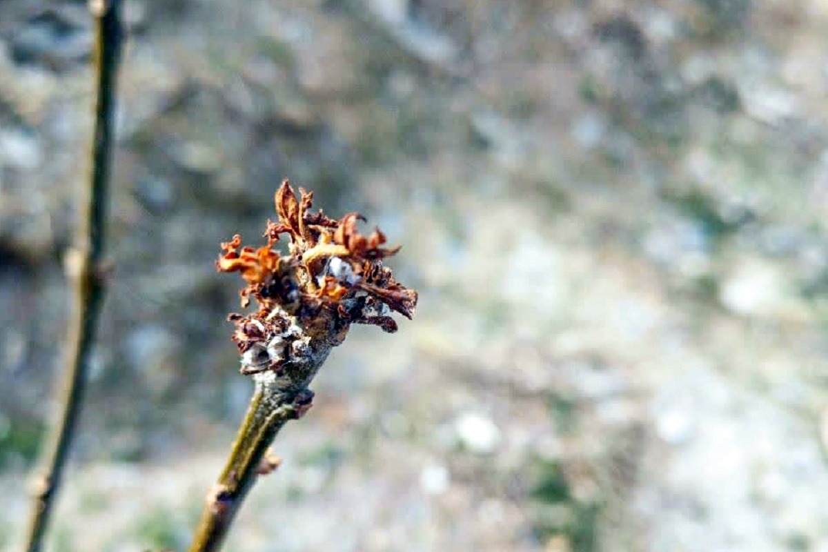 احیای یک چنار خشکیده ۷۰۰ ساله در محدوده کوه‌های خلج مشهد