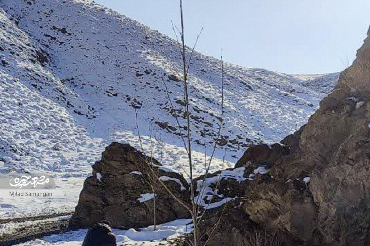 احیای یک چنار خشکیده ۷۰۰ ساله در محدوده کوه‌های خلج مشهد