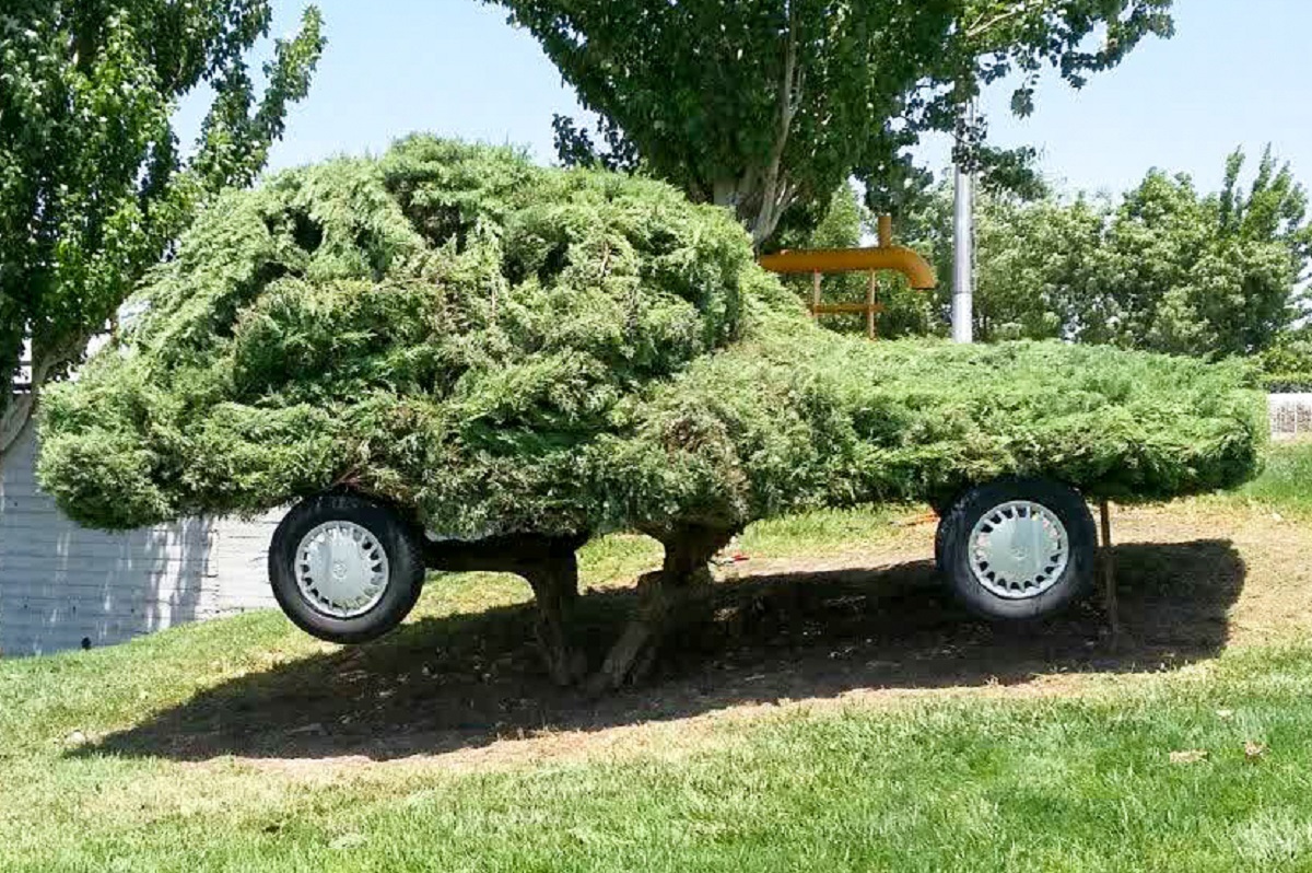 آرایشگر مهربان درختان