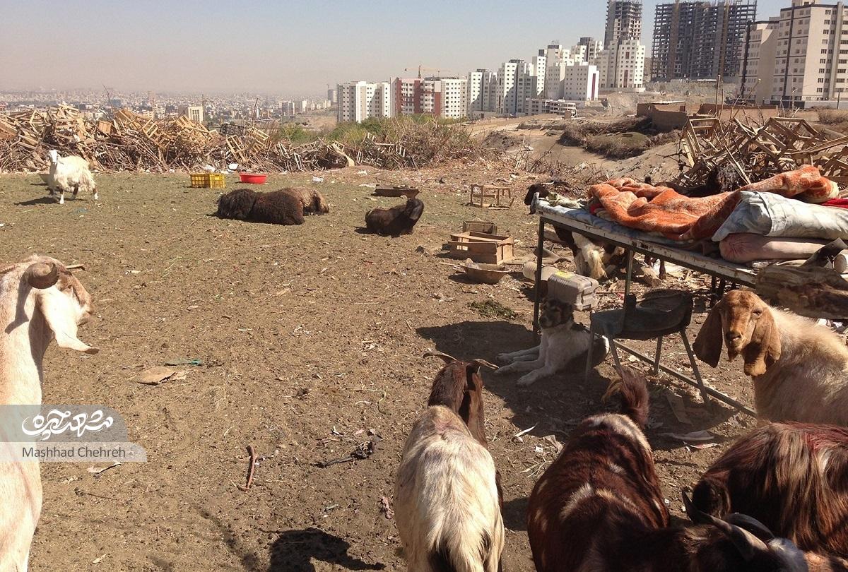 سایه برج‌های ارتفاعات جنوب سال‌هاست بر سر روستای «کلاته‌سرهنگ» سنگینی می‌کند