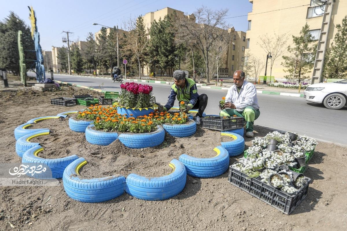 آراستن طاووس الهیه به بهار