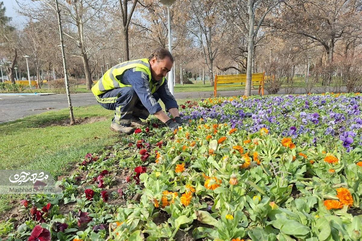 همدم گلهای رنگارنگ همدم گلهای رنگارنگ