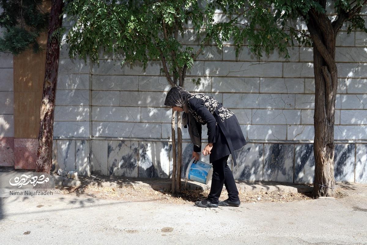 آبیاری درختان محله با  آب جمع‌آوری‌شده آشپزخانه تنها یکی از فعالیت‌های زیست محیطی شیما شاهین‌نژاد است