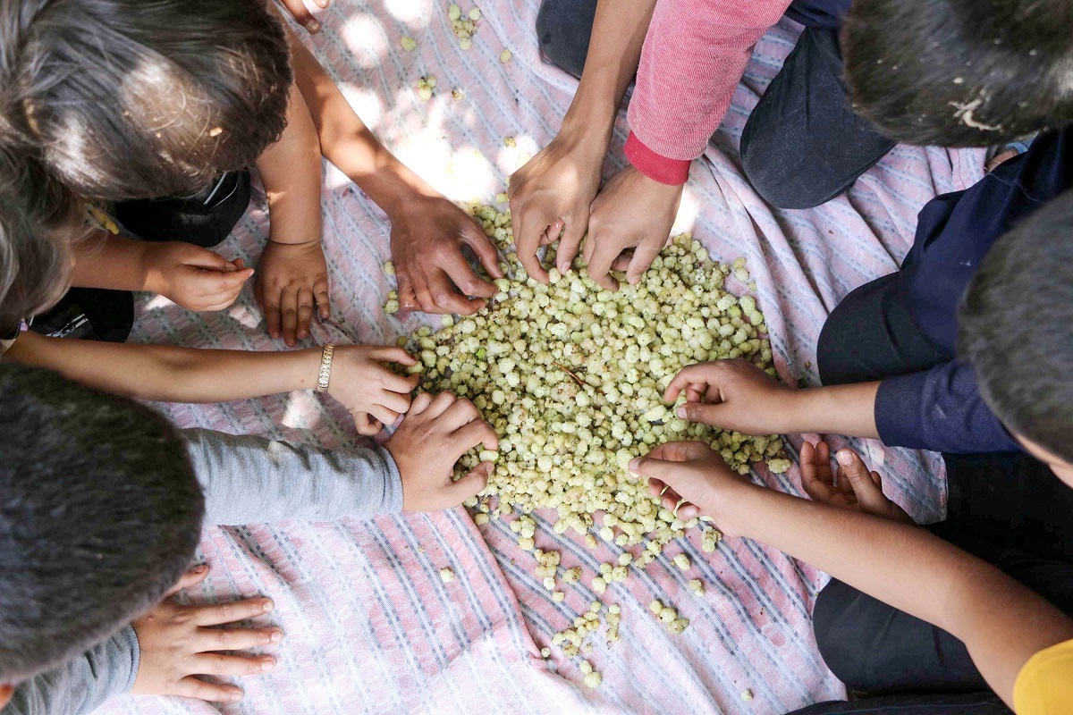 برکت درختان سیصدساله توت برای اهالی حاجی‌آباد