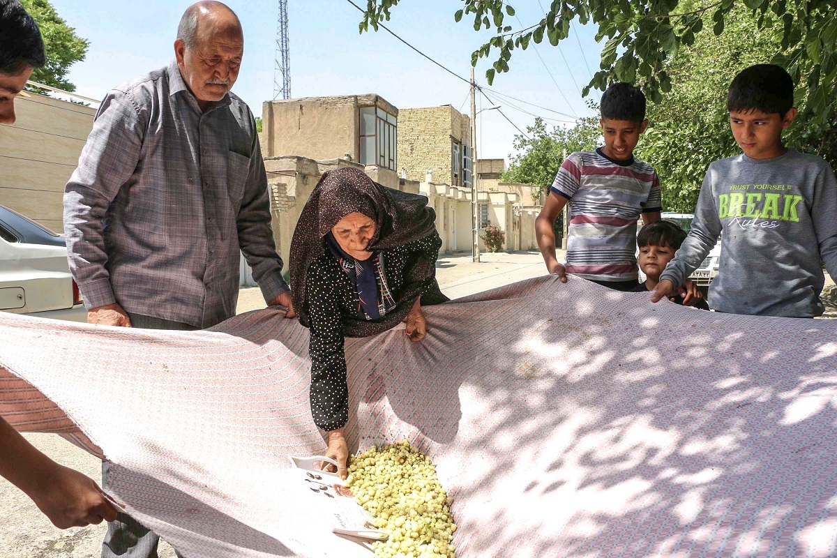برکت درختان سیصدساله توت برای اهالی حاجی‌آباد