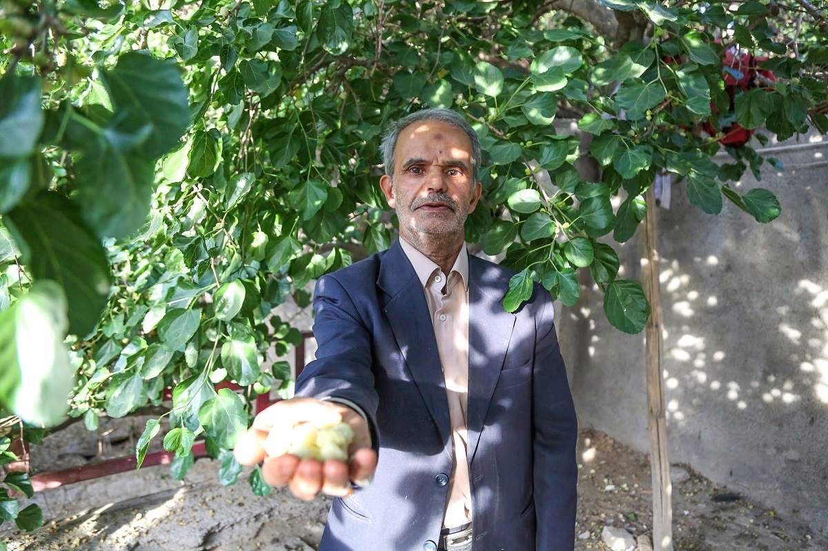 ر سم قدیمی توت‌چینی در پایین‌خیابان به روایت احمد مرویان