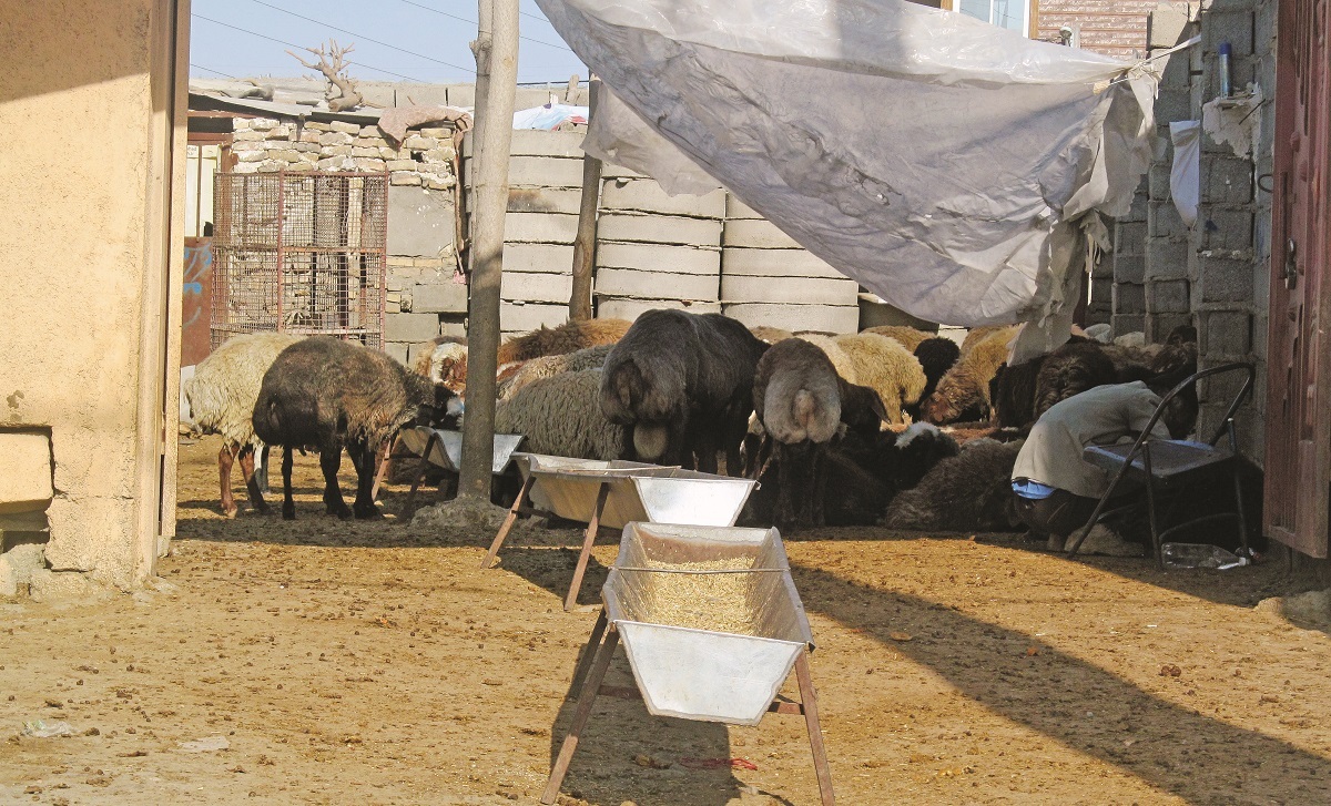 کلکسیون مشاغل درسرساز در جاده سیمان کلکسیون مشاغل درسرساز در جاده سیمان