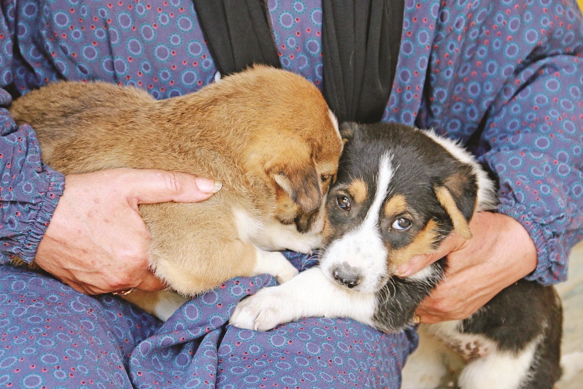 روایتی از پناهگاه حیوانات مهر مشهد که حامی حیوانات بی سر و پناه است