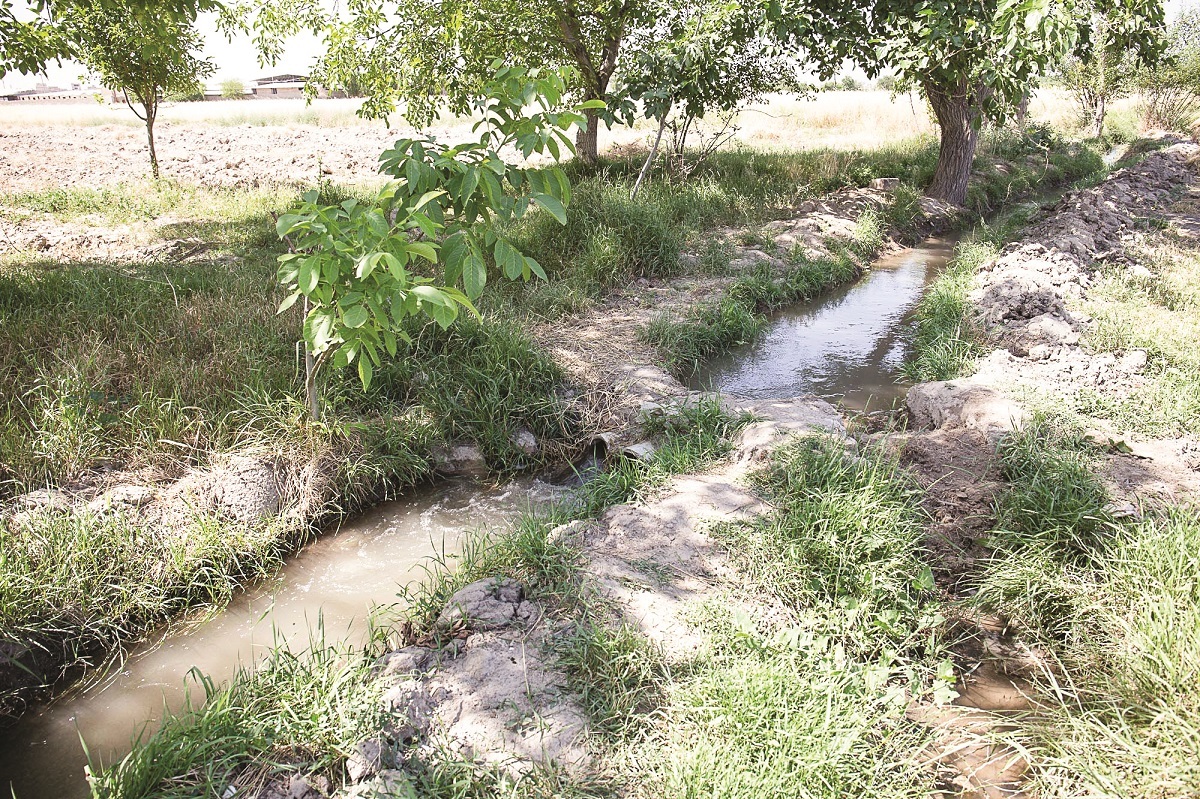 برکت مزرعه اقای کیخا برکت مزرعه اقای کیخا
