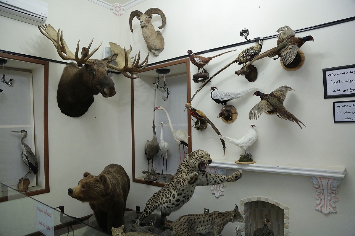 کاملترین موزۀ تاکسیدرمی خاورمیانه در باغ وکیلآباد قرار دارد کاملترین موزۀ تاکسیدرمی خاورمیانه در باغ وکیلآباد قرار دارد