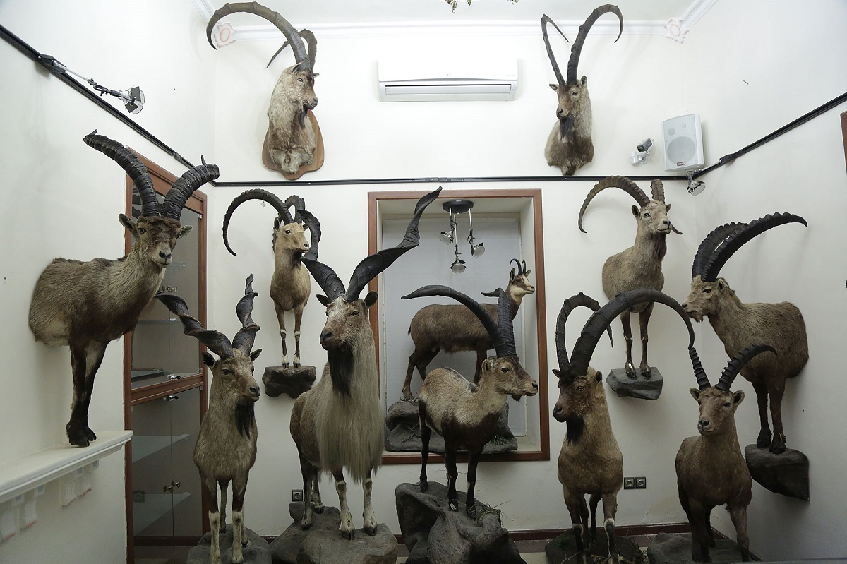 کاملترین موزۀ تاکسیدرمی خاورمیانه در باغ وکیلآباد قرار دارد کاملترین موزۀ تاکسیدرمی خاورمیانه در باغ وکیلآباد قرار دارد