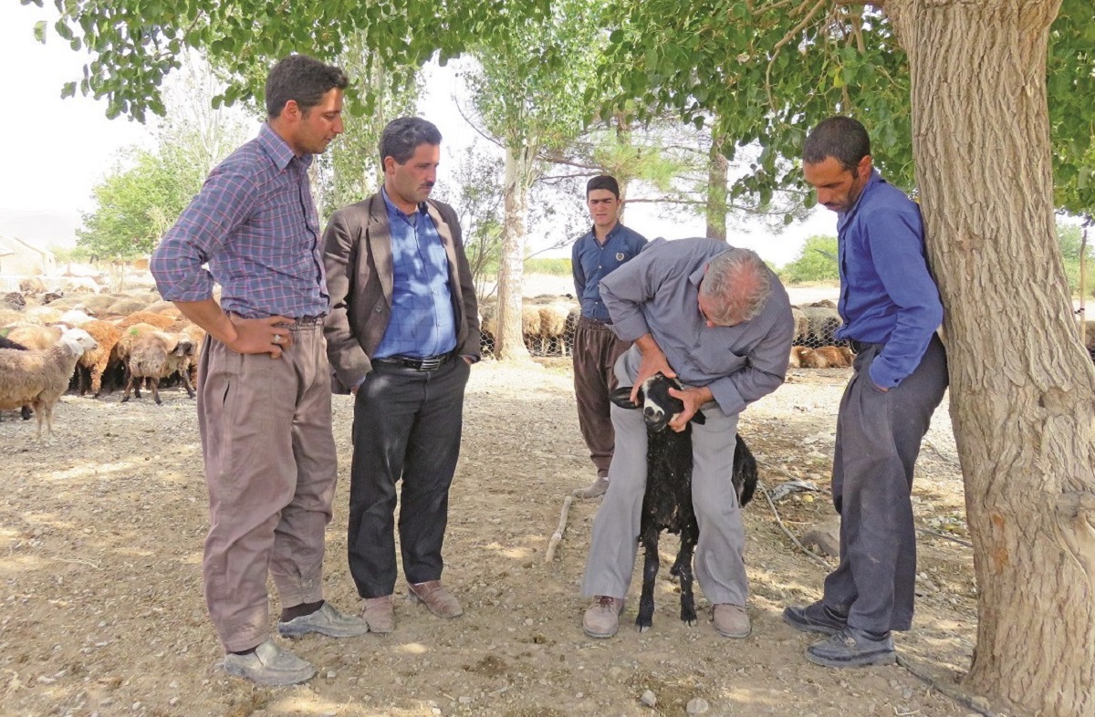 سرکشی شبانه روزی از دامهای بیمار سرکشی شبانه روزی از دامهای بیمار
