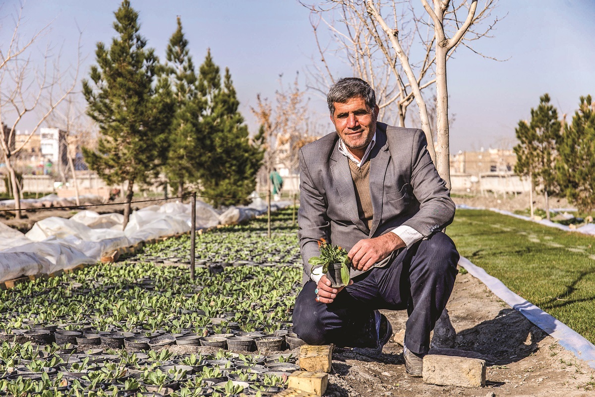 رفیق قدیمی درختان رفیق قدیمی درختان
