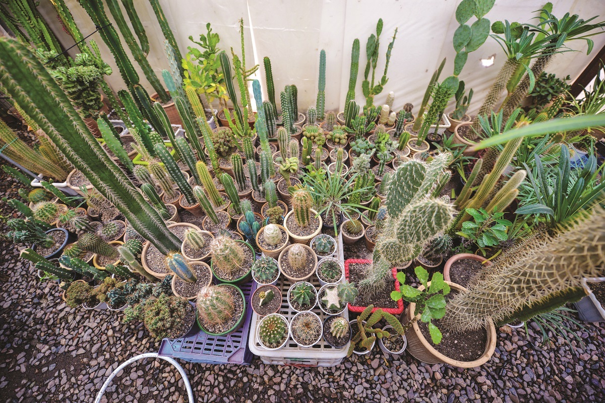 آقا محمد جراح ماهر کاکتوسها است آقا محمد جراح ماهر کاکتوسها است