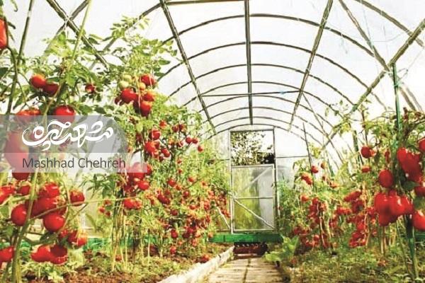 ایده‌های سبز آزیتا در پژوهشکده مشاغل