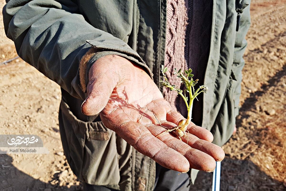 زندگی روستایی خانواده رضوی در قلب بولوار شاهنامه زندگی روستایی خانواده رضوی در قلب بولوار شاهنامه