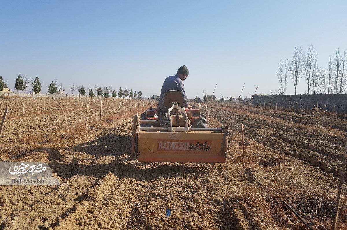 زندگی روستایی خانواده رضوی در قلب بولوار شاهنامه زندگی روستایی خانواده رضوی در قلب بولوار شاهنامه