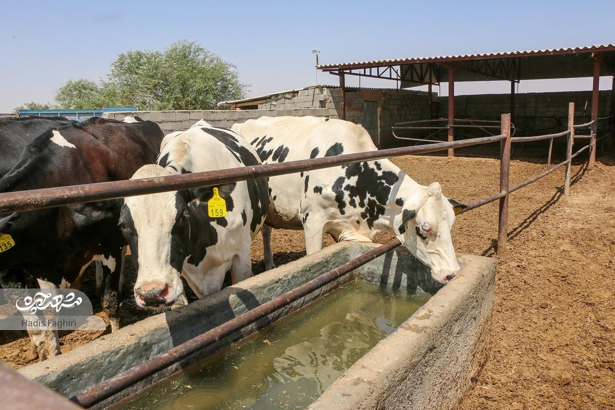 پیشه روبه زوال روستایی پیشه روبه زوال روستایی