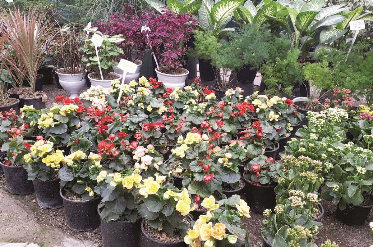 کسب و کار گل نشان کسب و کار گل نشان