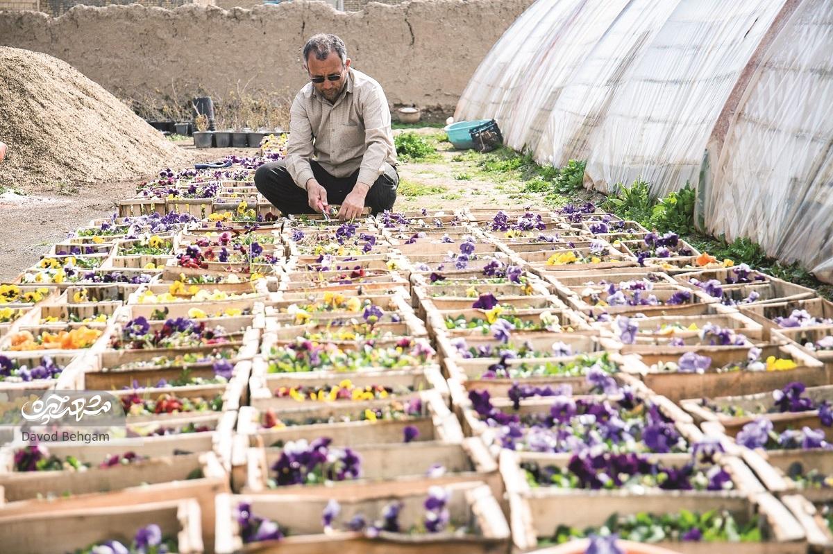از نخ و نقش به پرورش گیاه از نخ و نقش به پرورش گیاه
