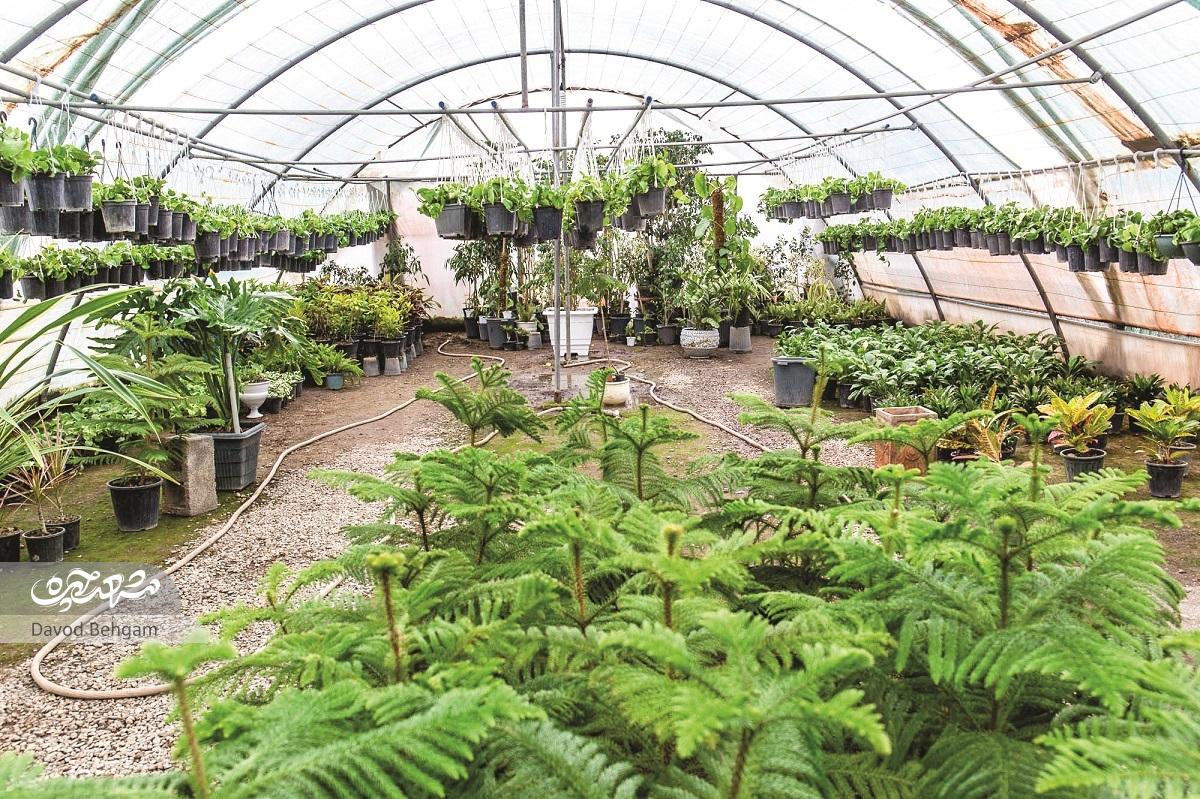 از نخ و نقش به پرورش گیاه از نخ و نقش به پرورش گیاه