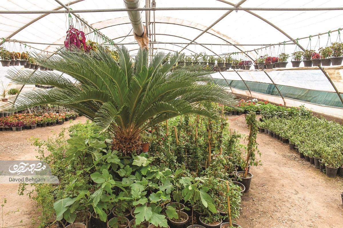 از نخ و نقش به پرورش گیاه از نخ و نقش به پرورش گیاه