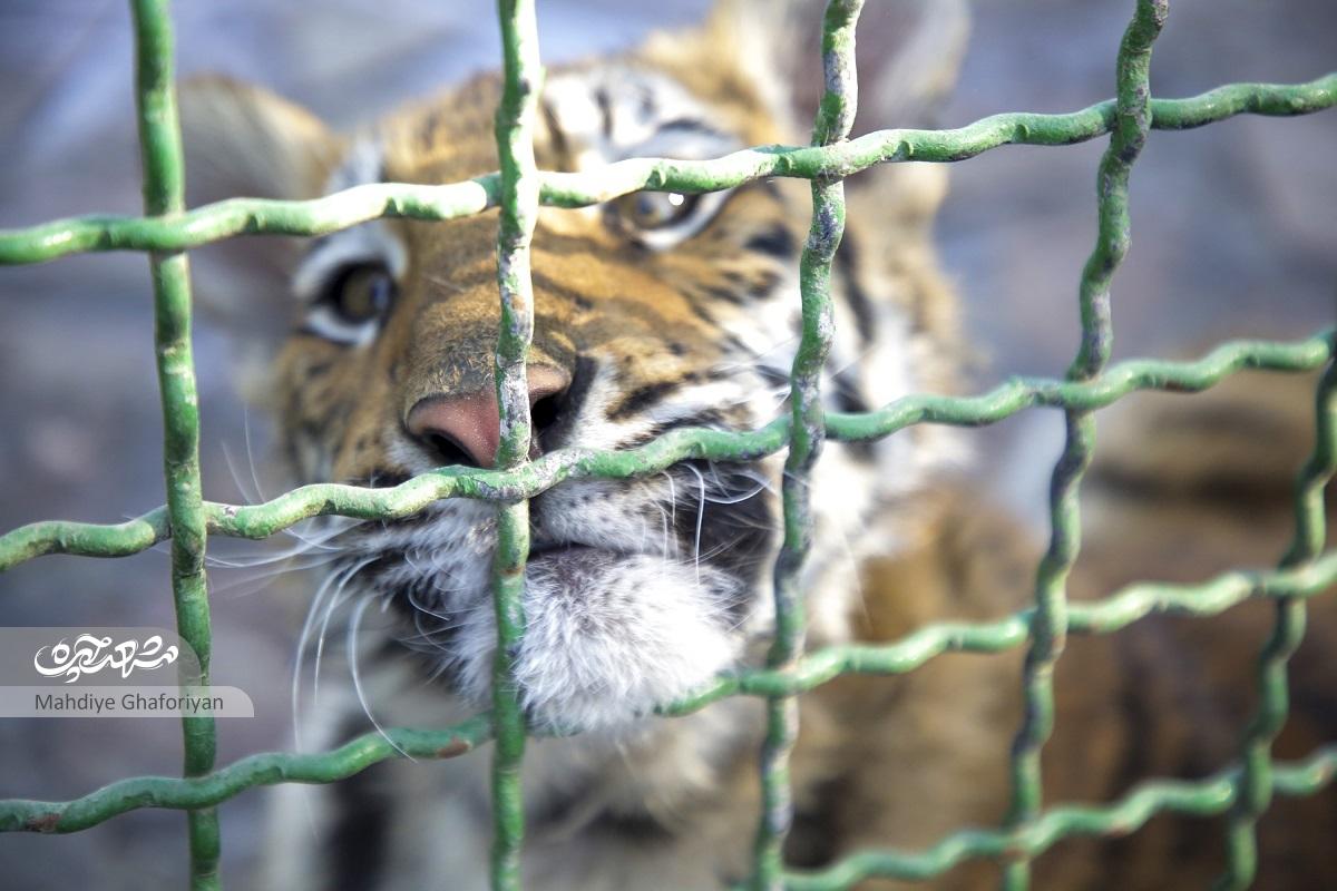 بابای «ارس» چشم حیات وحش خراسان بابای «ارس» چشم حیات وحش خراسان