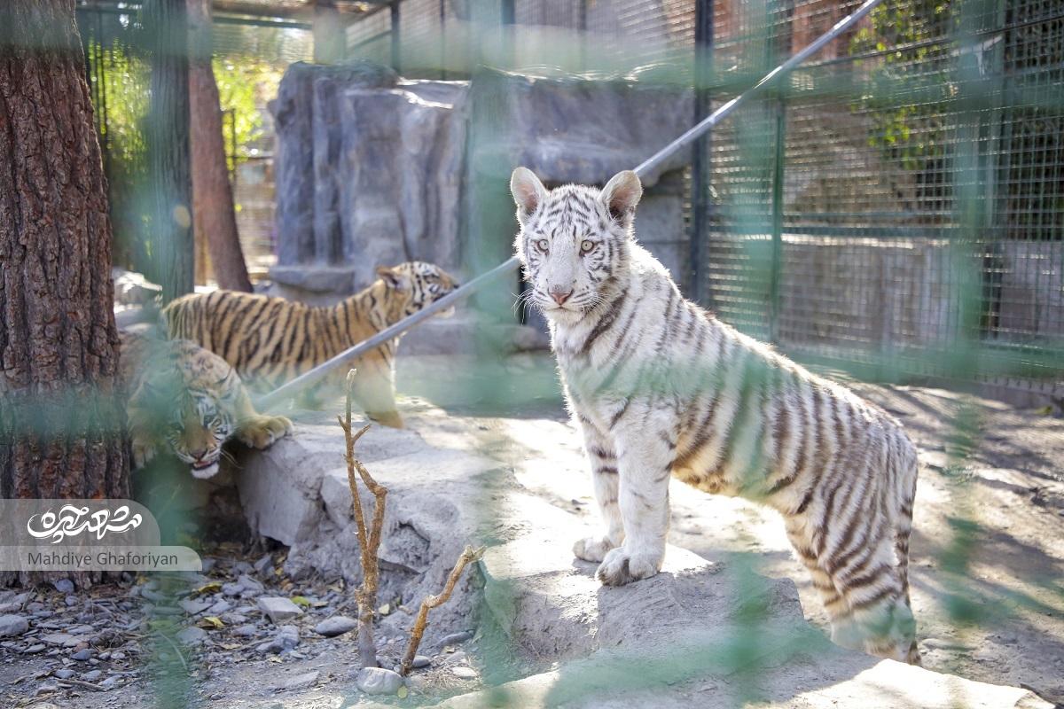 بابای «ارس» چشم حیات وحش خراسان بابای «ارس» چشم حیات وحش خراسان
