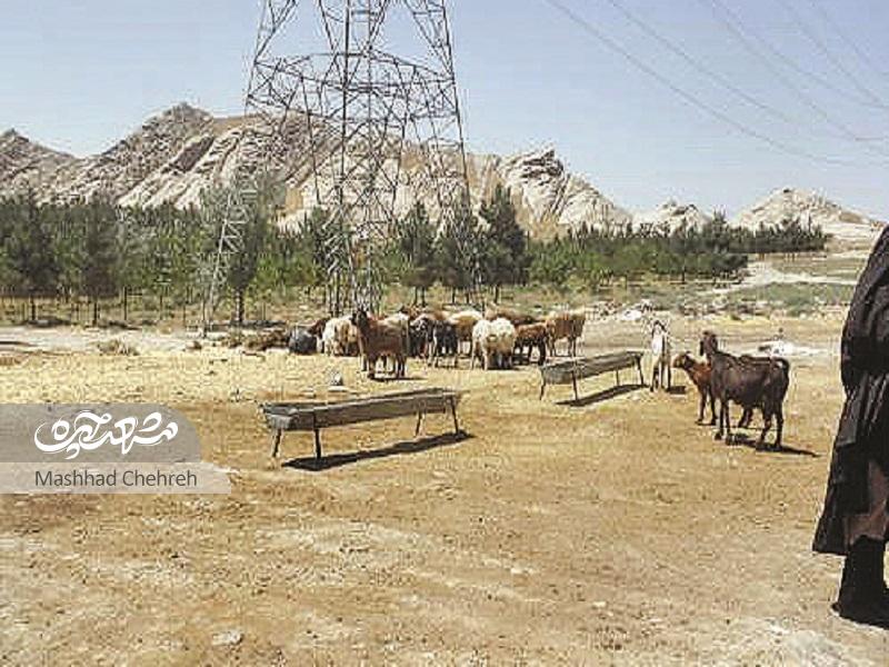 روستای خاله زهرا روستای خاله زهرا