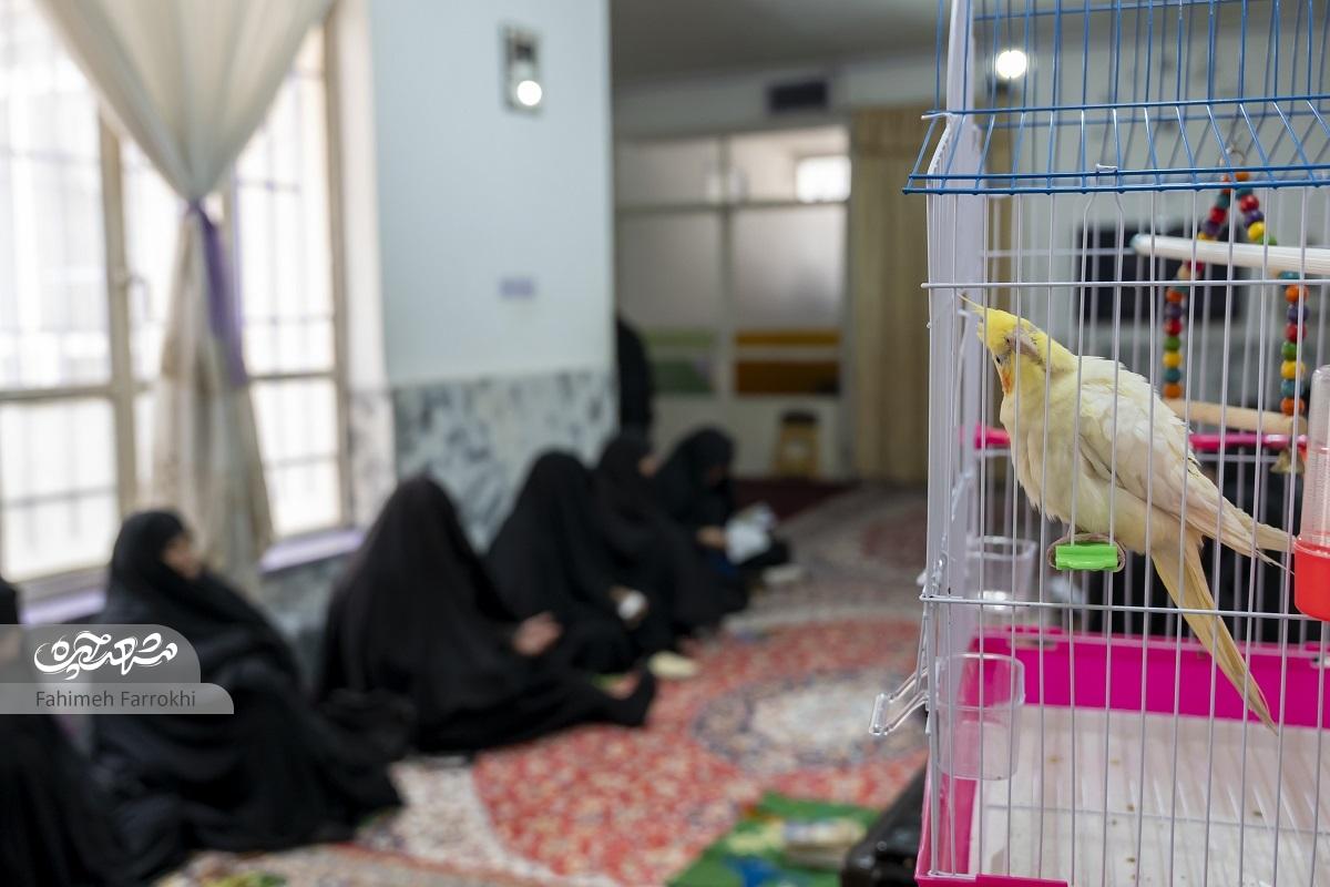 راوی روضه مادر راوی روضه مادر