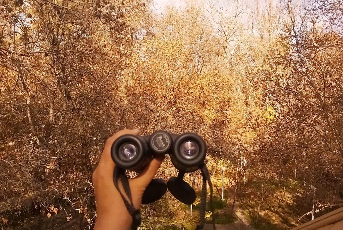 رصد پرندگان در آسمان وکیلآباد رصد پرندگان در آسمان وکیلآباد