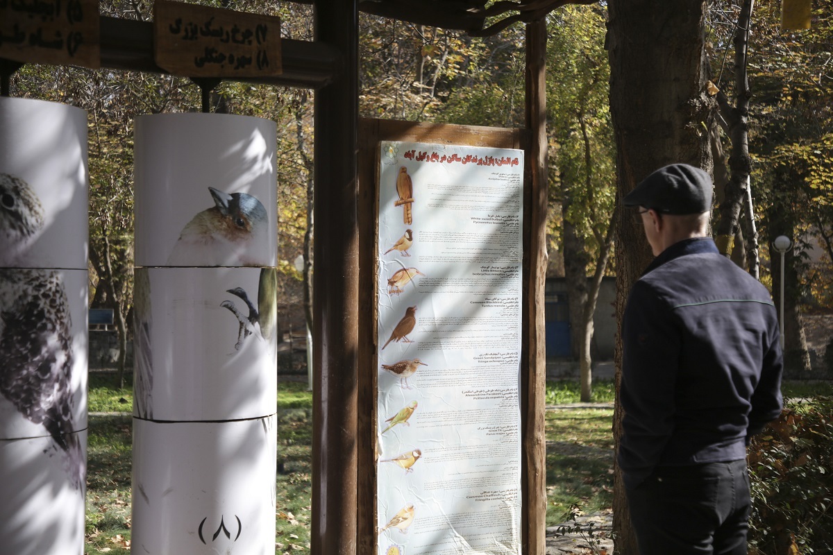 رصد پرندگان در آسمان وکیلآباد رصد پرندگان در آسمان وکیلآباد