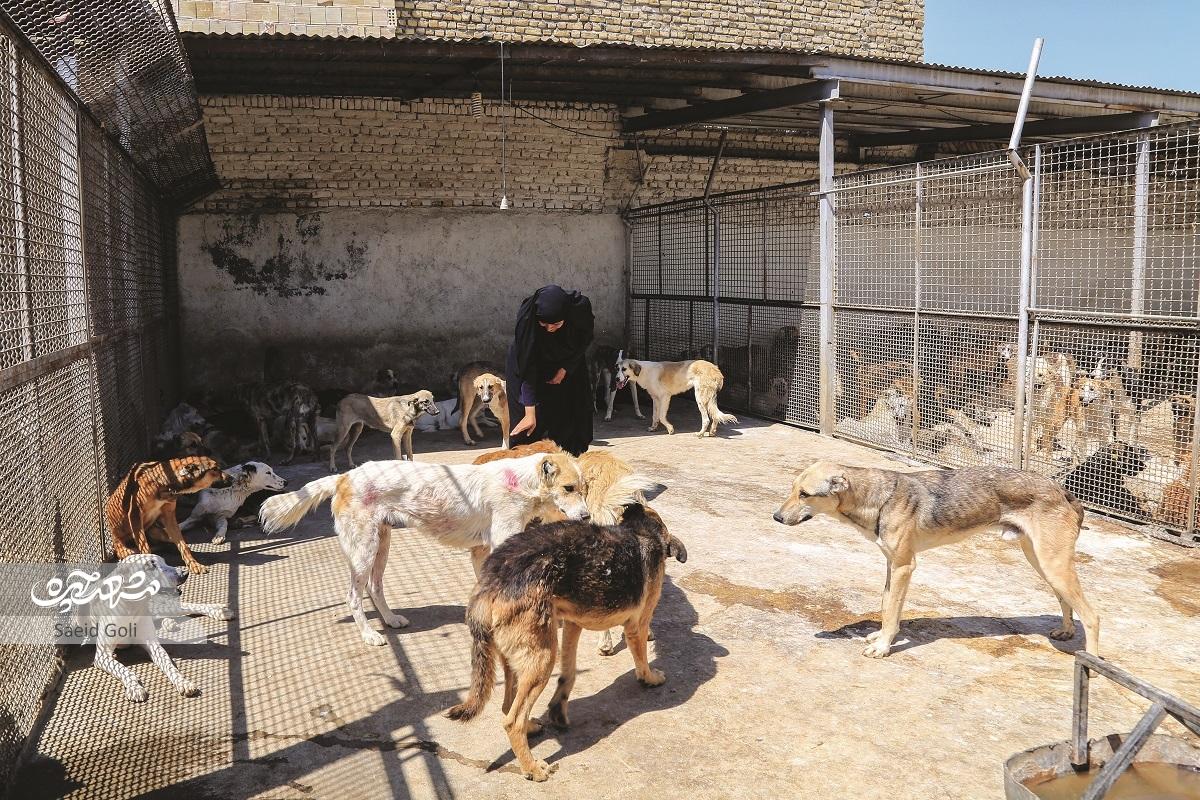 تلاش برای پایان سک کشی در مشهد