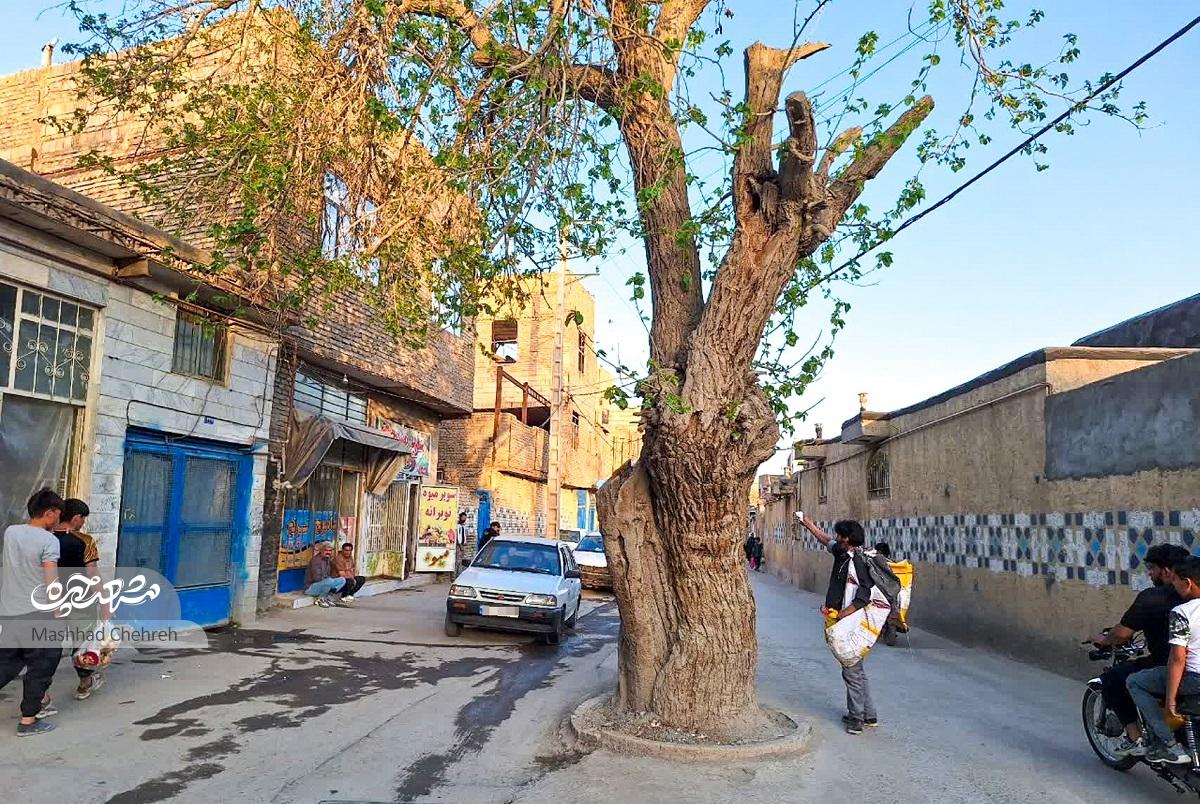 درختان توت محبوب اهالی