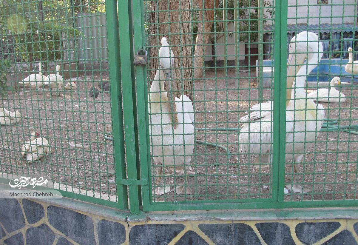 کمبودهــا در تنها باغوحش مشهـد خودنمایی میکنند کمبودهــا در تنها باغوحش مشهـد خودنمایی میکنند