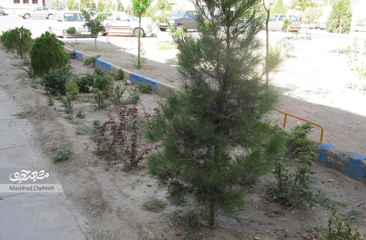 محمدعلی صالحی با کاشتن ۱۵۰ درخت سعی در سبزکردن مجتمع مسکونی خود دارد محمدعلی صالحی با کاشتن ۱۵۰ درخت سعی در سبزکردن مجتمع مسکونی خود دارد