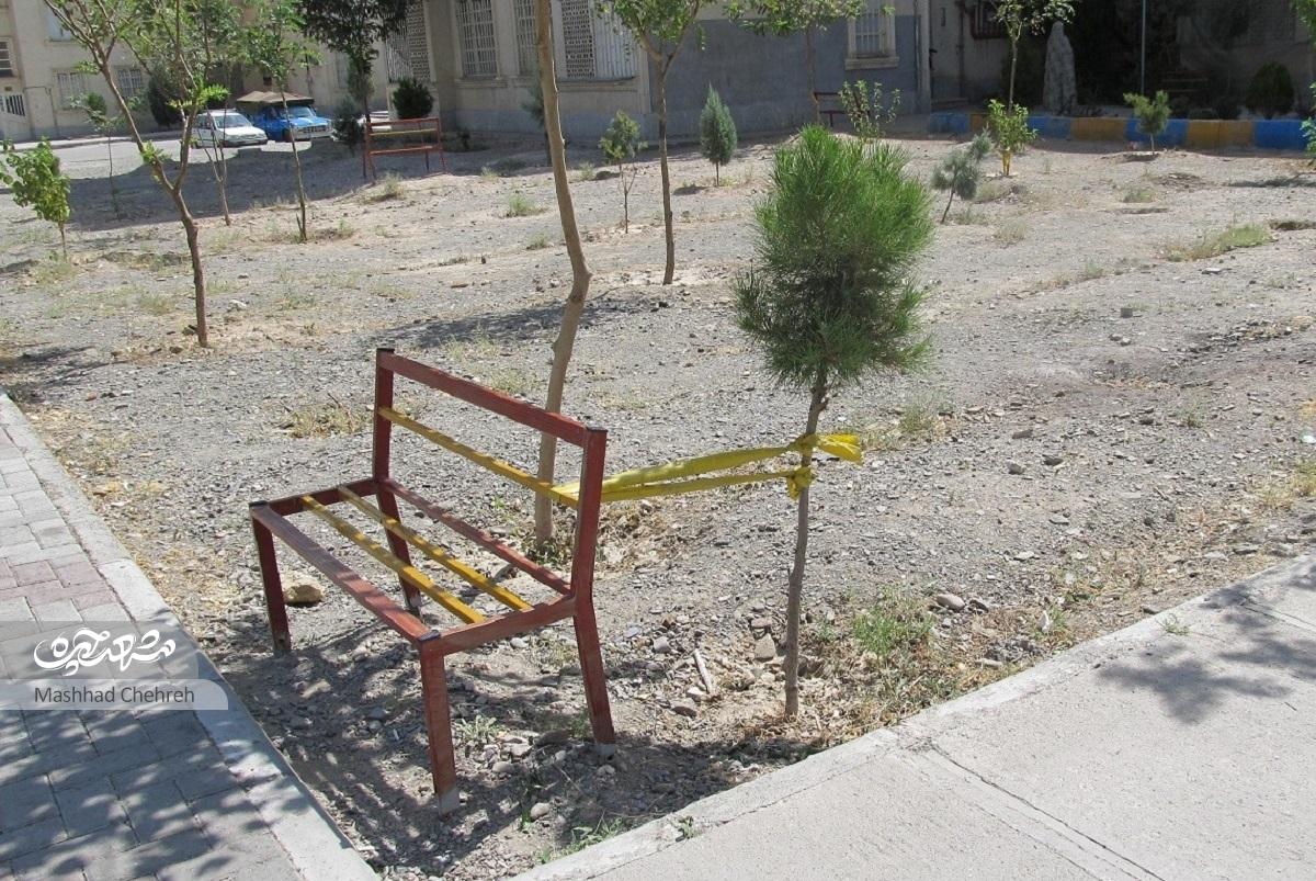 محمدعلی صالحی با کاشتن ۱۵۰ درخت سعی در سبزکردن مجتمع مسکونی خود دارد محمدعلی صالحی با کاشتن ۱۵۰ درخت سعی در سبزکردن مجتمع مسکونی خود دارد