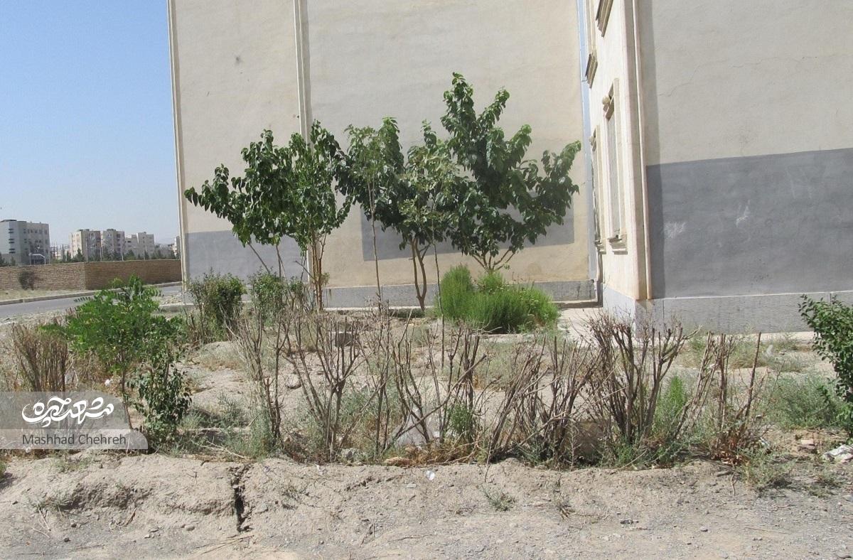 محمدعلی صالحی با کاشتن ۱۵۰ درخت سعی در سبزکردن مجتمع مسکونی خود دارد محمدعلی صالحی با کاشتن ۱۵۰ درخت سعی در سبزکردن مجتمع مسکونی خود دارد